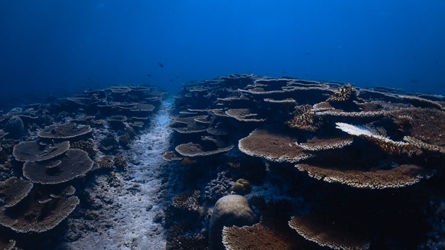 CoralMANTAPOINT.jpg